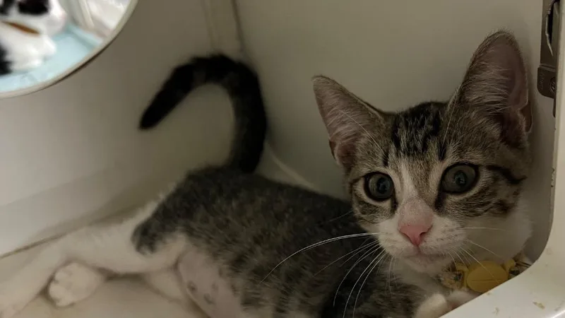 A baby small-sized female Domestic Short Hair cat named Lillith for adoption in Gorham, ME