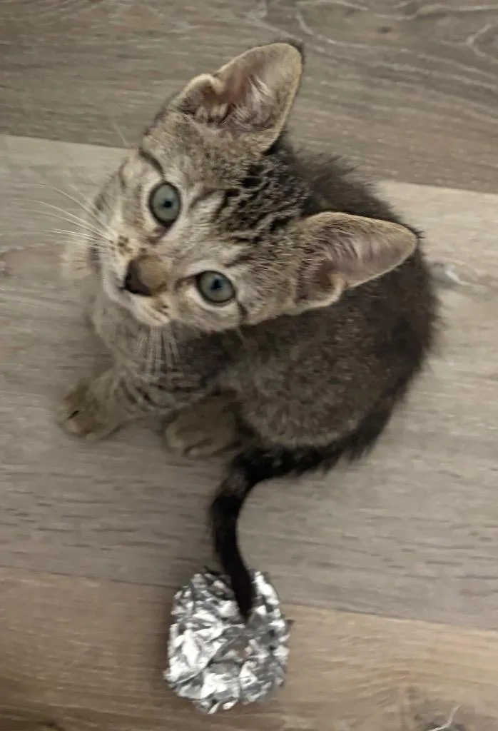 Leia