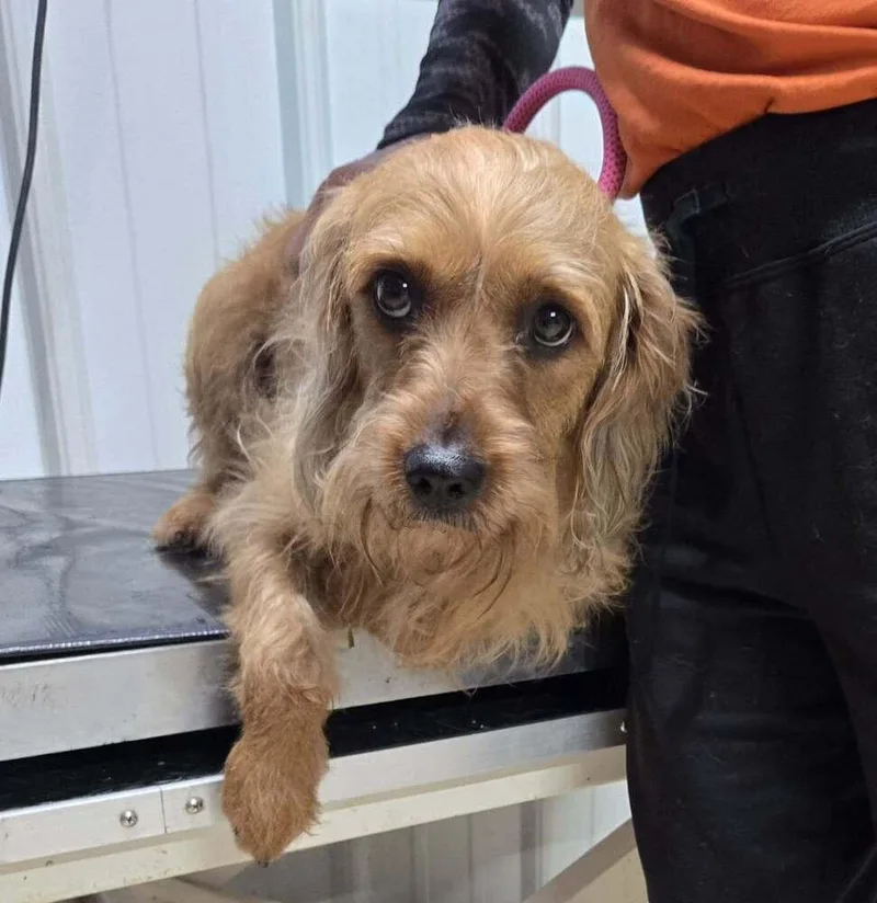 A young medium-sized female Brown / Chocolate Terrier dog named Josie for adoption in Waverly, OH
