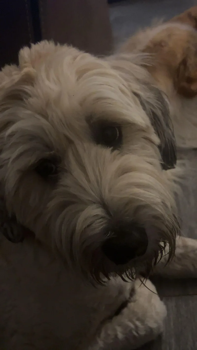 An adult large-sized male Wheaten Terrier dog named Ash for adoption in Chandler, AZ