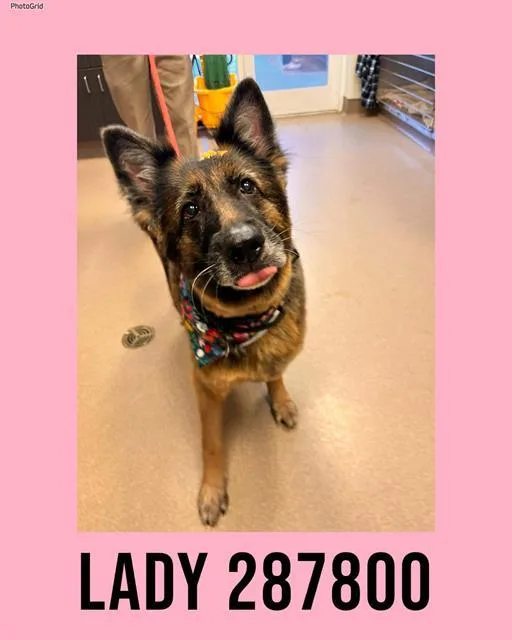 An adult large-sized female German Shepherd Dog dog named Lady for adoption in Macon, GA