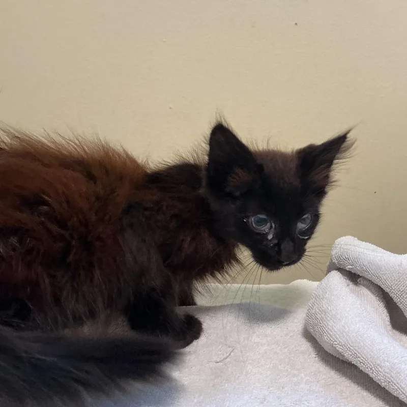 A baby small-sized male Black Domestic Medium Hair cat named Talon for adoption in Pasadena, CA