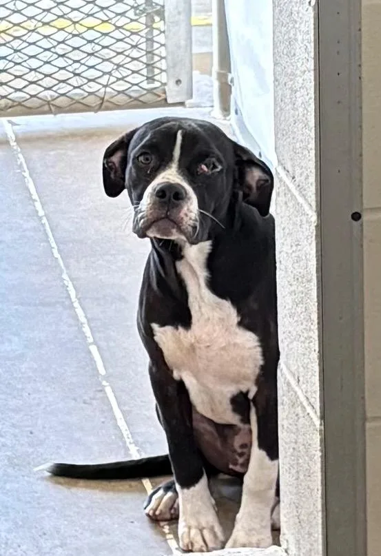 A young medium-sized female English Bulldog dog named Pookie for adoption in Belton, TX