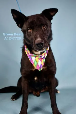 A young large-sized male Black Shepherd dog named Green Bean  Urgent for adoption in Thousand Oaks, CA
