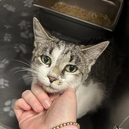 An adult medium-sized female White Domestic Short Hair cat named Sketti for adoption in Birmingham, AL