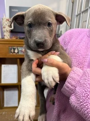 A baby small-sized male Mixed Breed dog named Paws for adoption in West Chester, PA