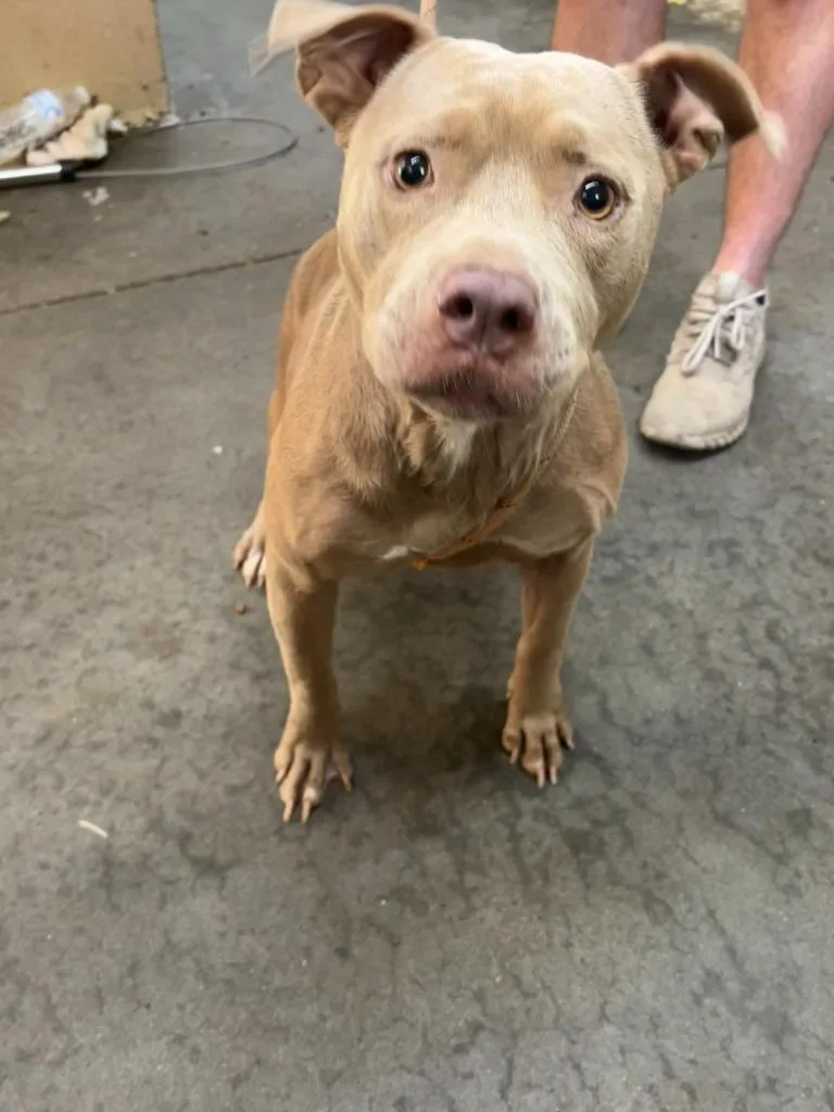 A young medium-sized female Pit Bull Terrier dog named Honey for adoption in Swainsboro, GA