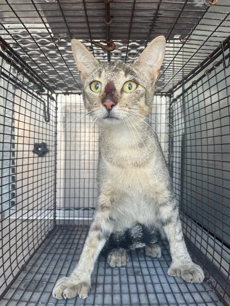 A young medium-sized male Domestic Short Hair cat named Quark for adoption in New Braunfels, TX