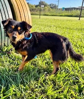 A young small-sized female Dachshund dog named Brianna for adoption in Tifton, GA