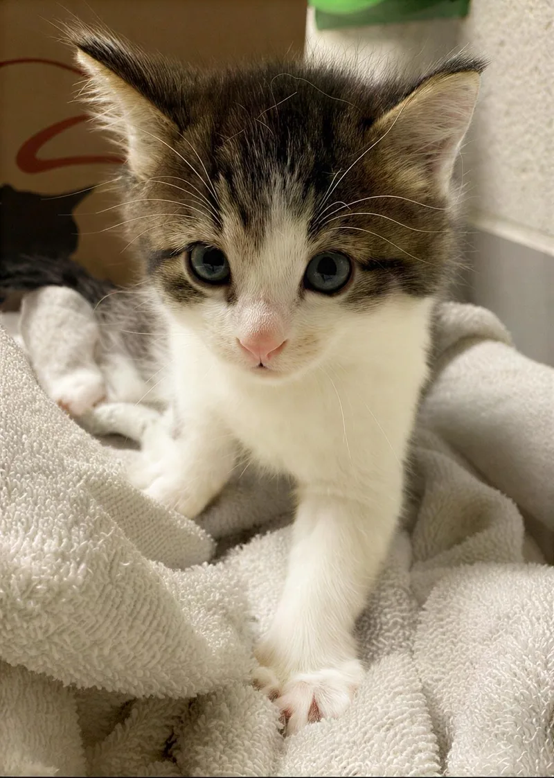 A baby medium-sized male Brown / Chocolate Domestic Short Hair cat named Bronco for adoption in Nashville, TN