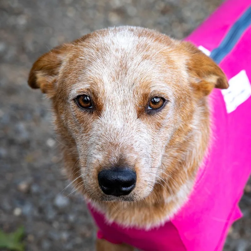 An adult medium-sized female White / Cream Cattle Dog dog named Chilli for adoption in Aldie, VA