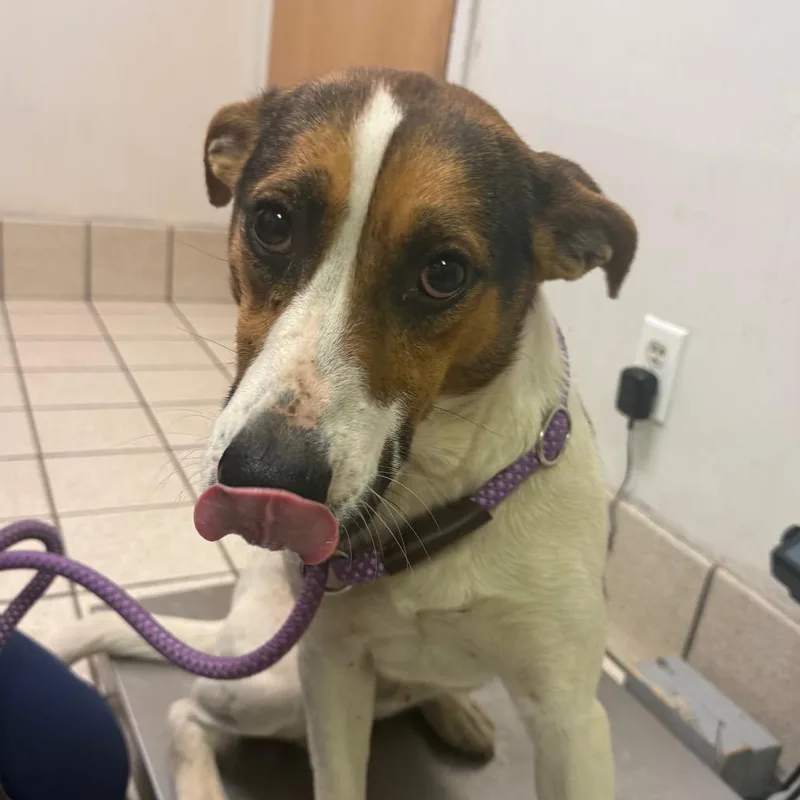 An adult medium-sized male White / Cream Mixed Breed dog named Stevie Lass for adoption in Charleston, WV