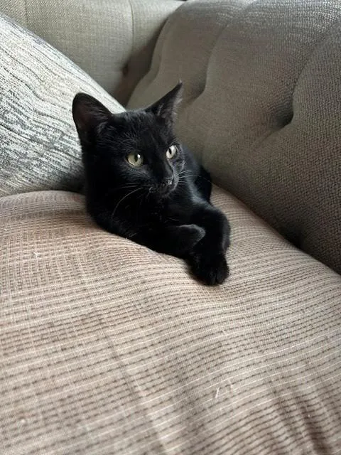 A baby small-sized female Black Domestic Short Hair cat named Mary Jean for adoption in Mankato, MN