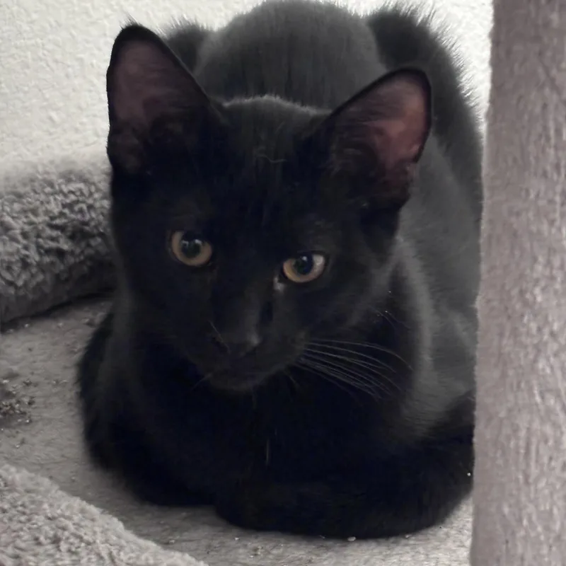 A baby small-sized male Black Domestic Short Hair cat named Midnight for adoption in Liverpool, TX