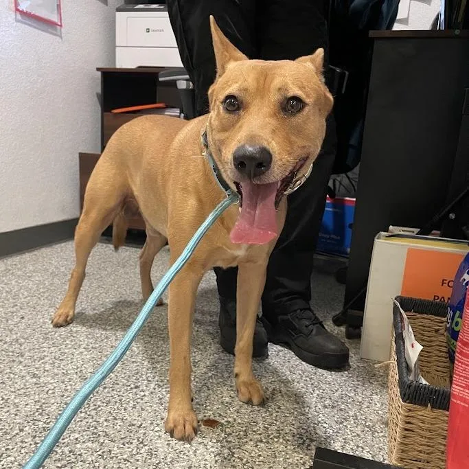 An adult medium-sized male Yellow / Tan / Blond / Fawn Mixed Breed dog named Divine for adoption in Port Charlotte, FL