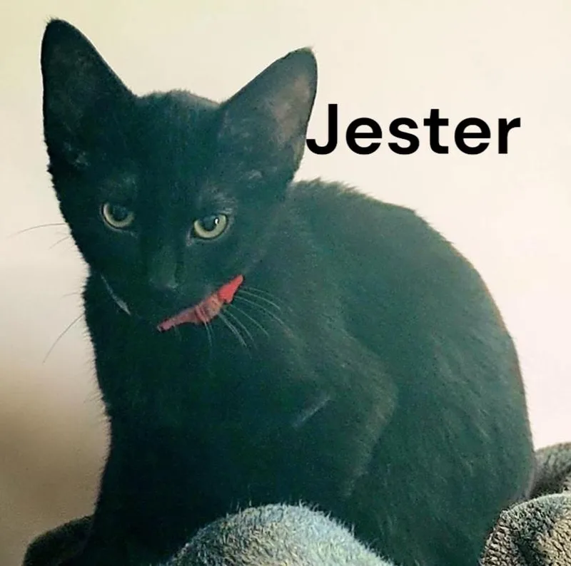 A young medium-sized male Black Domestic Short Hair cat named Jester for adoption in Weems, VA