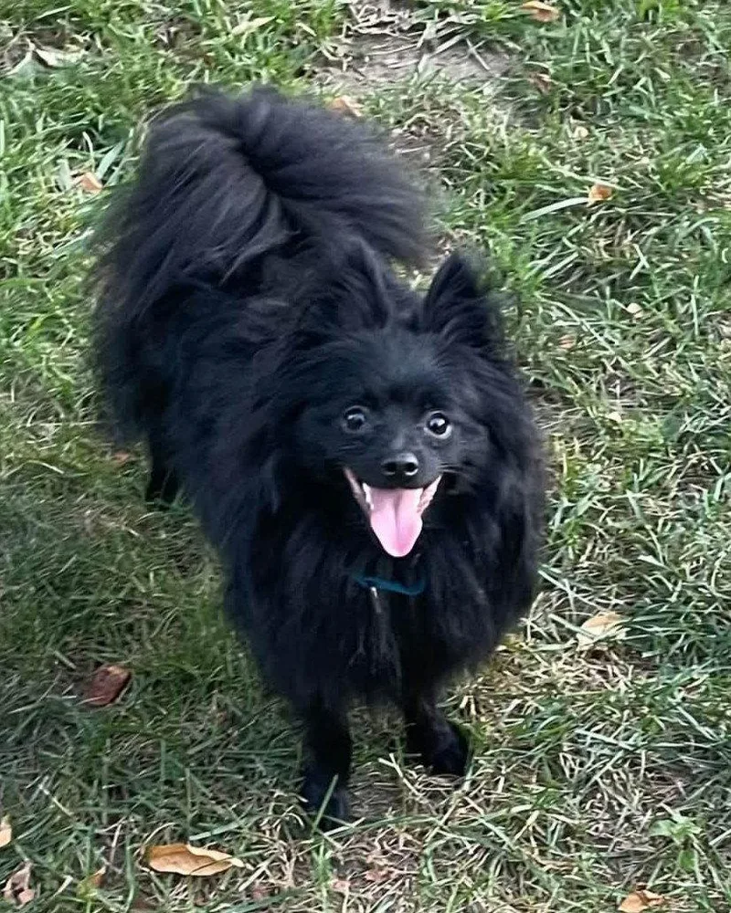 A young small-sized male Pomeranian dog named Fabio for adoption in Rochester, NY