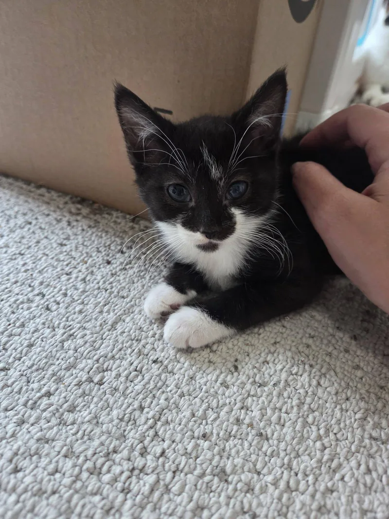 A baby medium-sized male Tuxedo cat named Skar for adoption in Rochester, NY