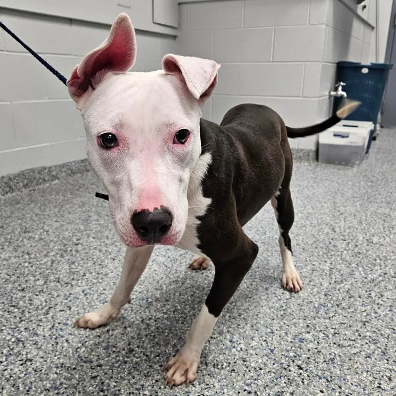 A young medium-sized female Gray / Blue / Silver Mixed Breed dog named Maeve Muffin for adoption in Greenville, SC