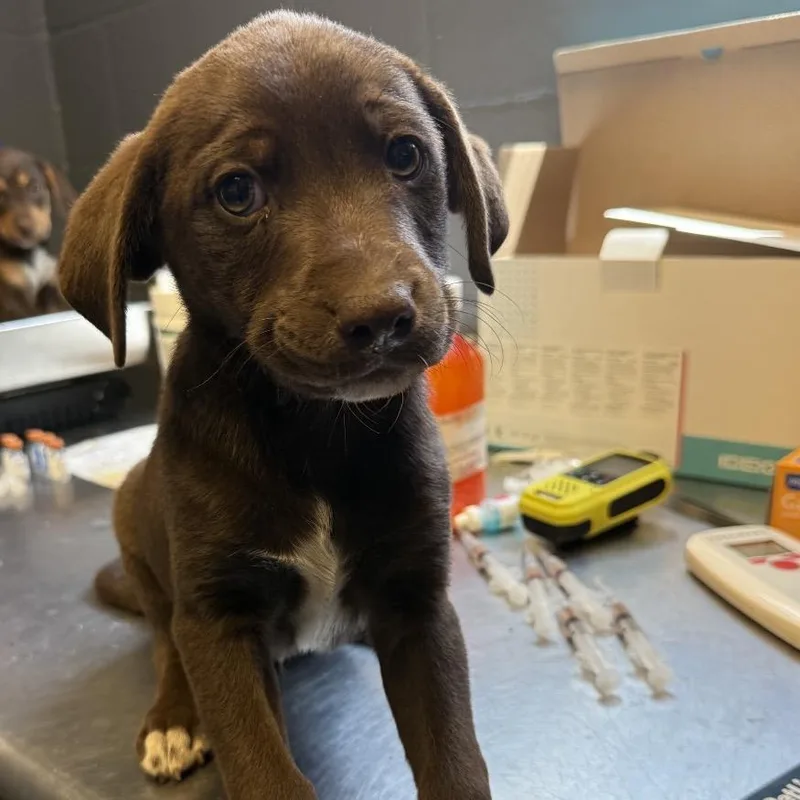 A baby small-sized male Brown / Chocolate Labrador Retriever dog named Tuscstray for adoption in Tuscaloosa, AL