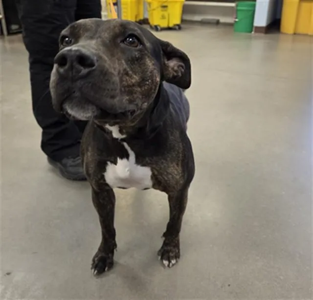 A young large-sized female American Staffordshire Terrier dog named Bonbon for adoption in Phoenix, AZ