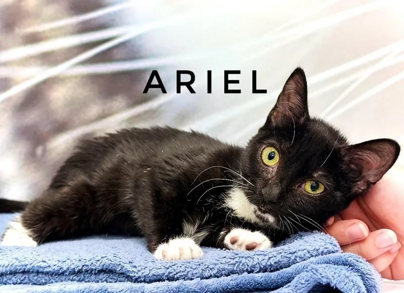 A young small-sized female Domestic Short Hair cat named Ariel for adoption in Deland, FL