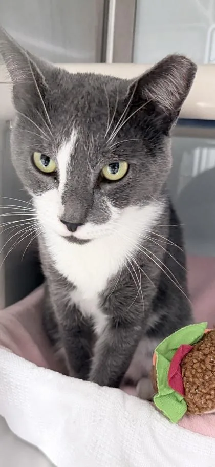 An adult medium-sized male Domestic Short Hair cat named Mackeral for adoption in Venice, FL