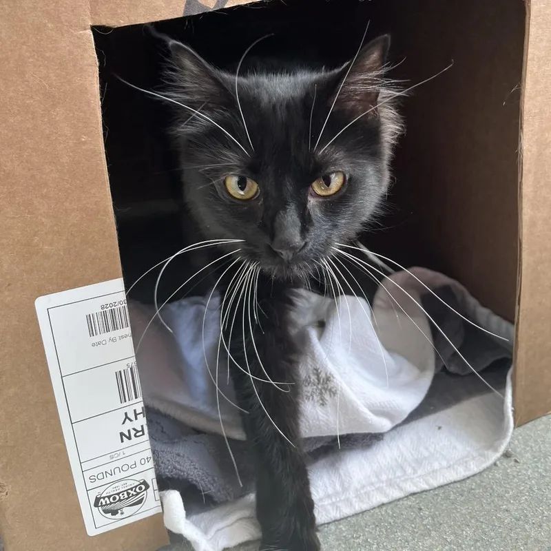 An adult medium-sized female Black Domestic Medium Hair cat named Tales for adoption in Chicago, IL