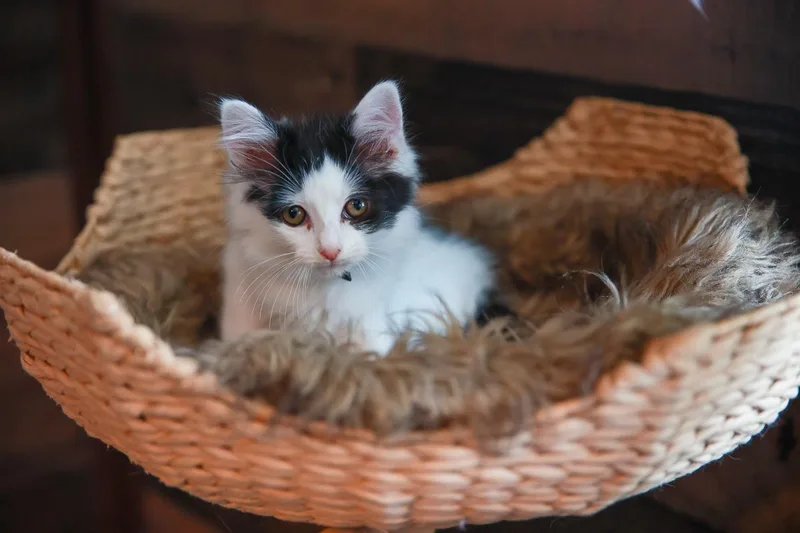 A young small-sized female Tabby (Brown / Chocolate) Domestic Short Hair cat named Sprinkles for adoption in Loogootee, IN