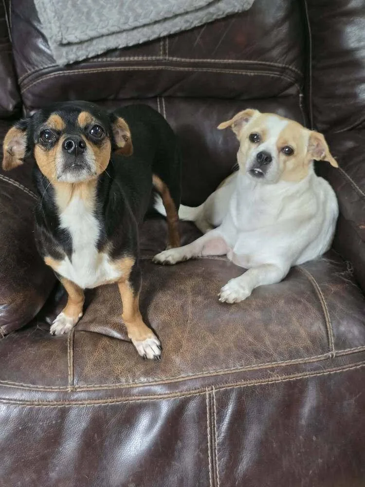 An adult small-sized male Chihuahua dog named Little boy for adoption in Tunnel Hill, GA