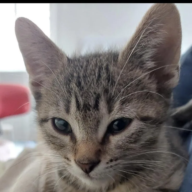 A baby medium-sized male Domestic Short Hair cat named Bruno for adoption in Chicago, IL