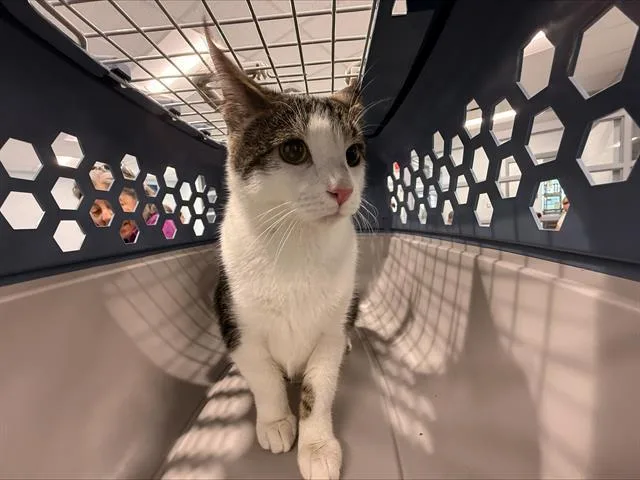 An adult small-sized male Domestic Short Hair cat named Ziggy for adoption in Charlotte, NC