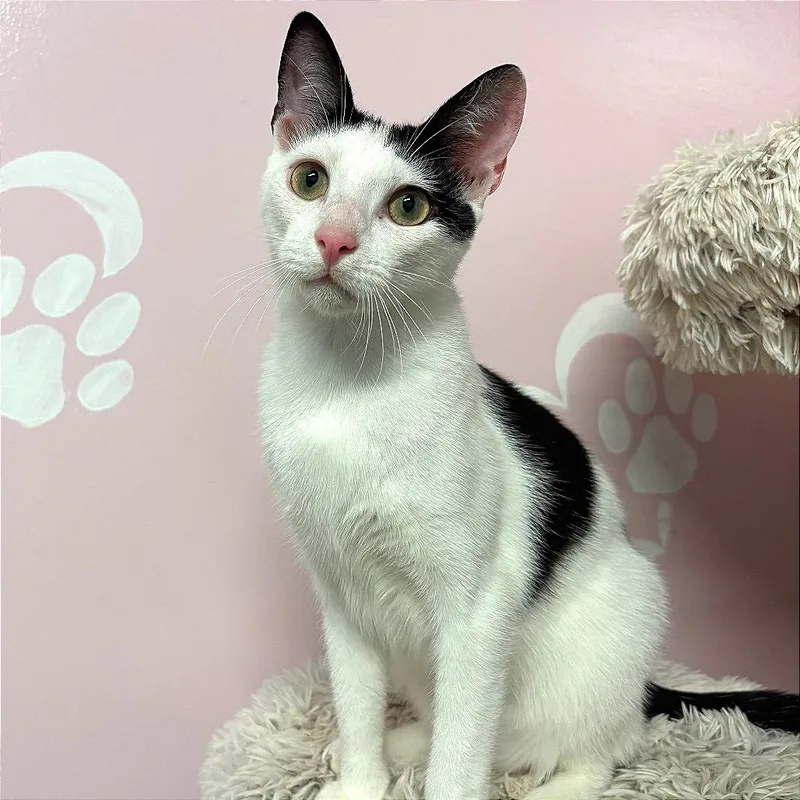 A young medium-sized male White Domestic Short Hair cat named Freddie Mercury for adoption in Fort Lauderdale, FL