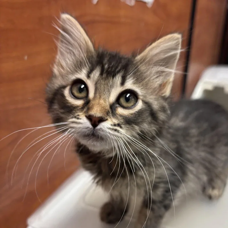 A baby medium-sized female Domestic Medium Hair cat named Cheese for adoption in Sonora, CA