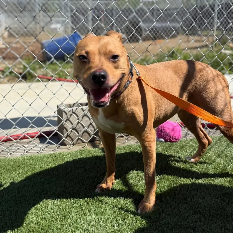 A senior medium-sized female Golden Mixed Breed dog named Trixie for adoption in Warren, OH