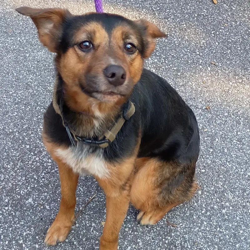 An adult medium-sized female Black German Shepherd Dog dog named StrayWarmSpringsRoad "Harley" for adoption in Columbus, GA