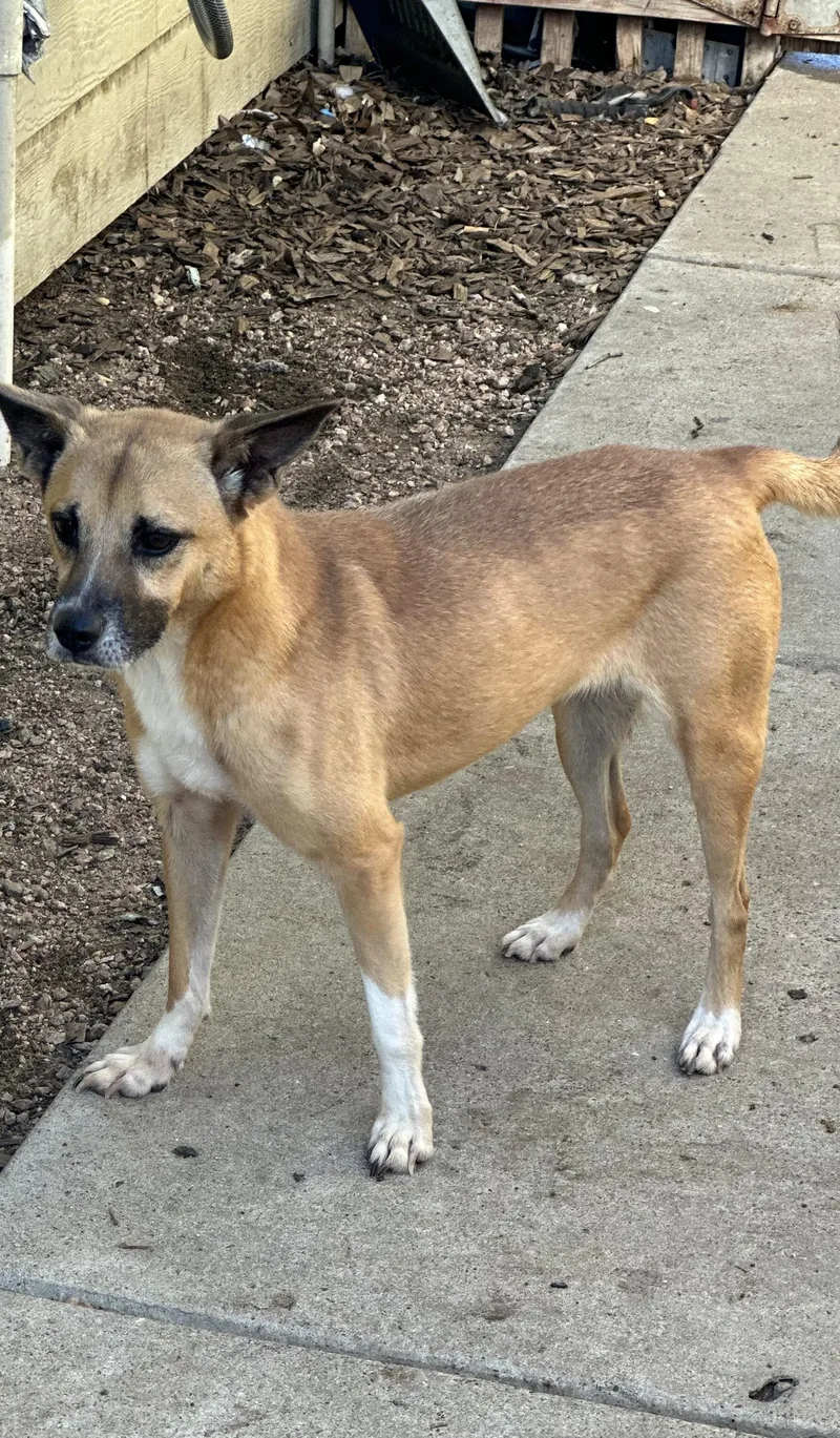 An adult small-sized female Apricot / Beige Labrador Retriever dog named Amy for adoption in Sugar Land, TX