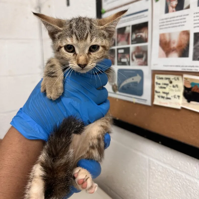 A baby small-sized female Brown / Chocolate Domestic Short Hair cat named Pita for adoption in Edinburg, TX