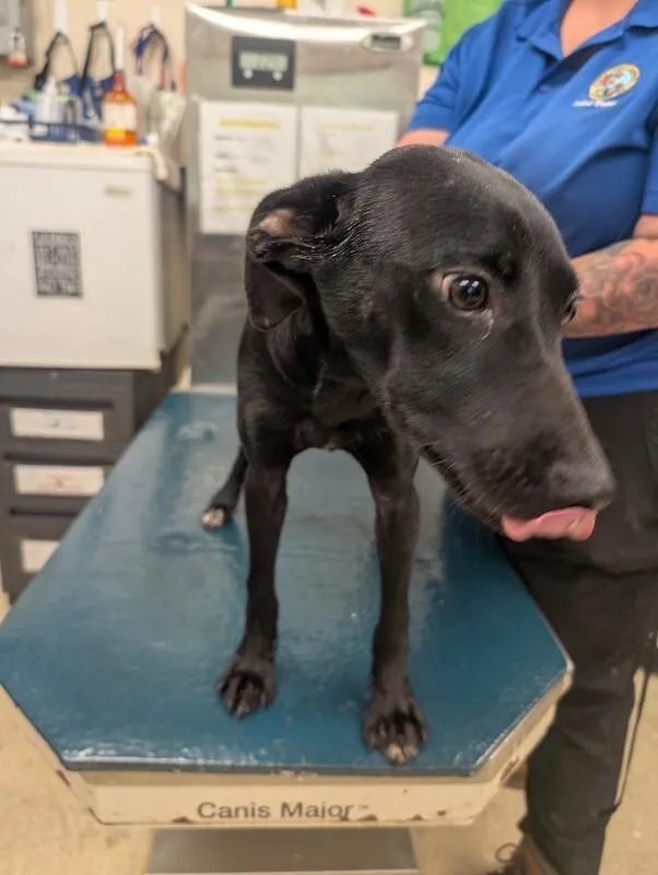 An adult medium-sized female Labrador Retriever dog named Belinda for adoption in Mobile, AL