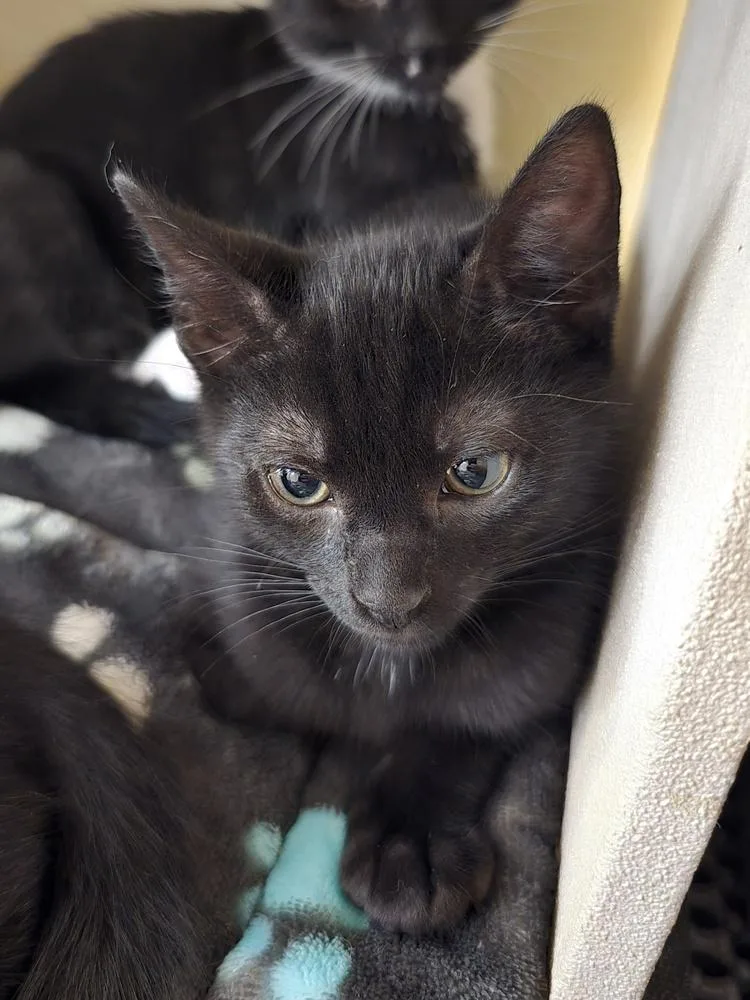 A baby small-sized male Black Domestic Short Hair cat named Tomato for adoption in Ruskin, FL
