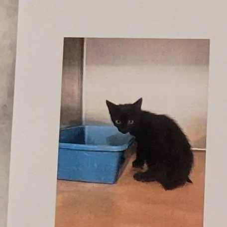 A baby small-sized male Domestic Short Hair cat named Otter for adoption in Marietta, GA