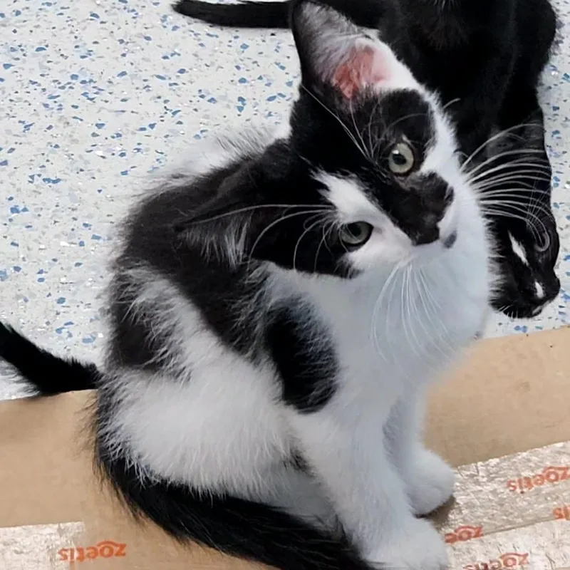 A baby medium-sized male Black & White / Tuxedo Domestic Short Hair cat named Sprite for adoption in Richboro, PA