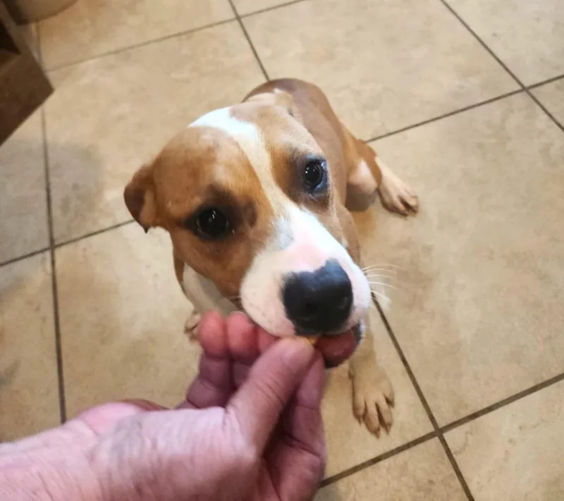 A baby medium-sized female Bicolor Terrier dog named Omelet for adoption in Slidell, LA