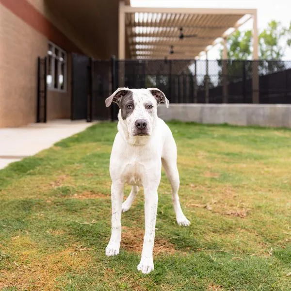 A young medium-sized male Catahoula Leopard Dog dog named Pen C Hank for adoption in Lawrenceville, GA
