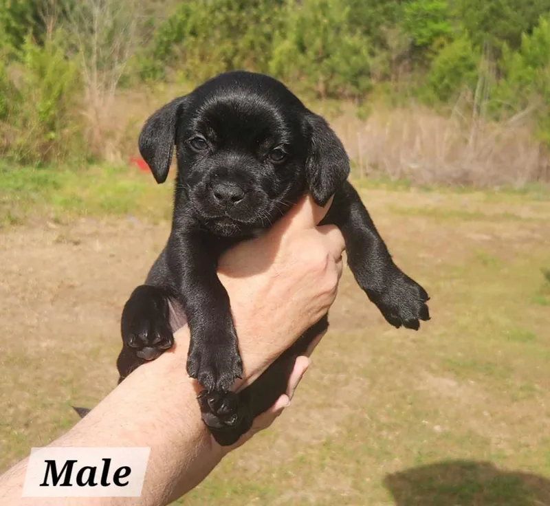 A baby medium-sized male Labrador Retriever dog named Ernie for adoption in Royal Palm Beach, FL