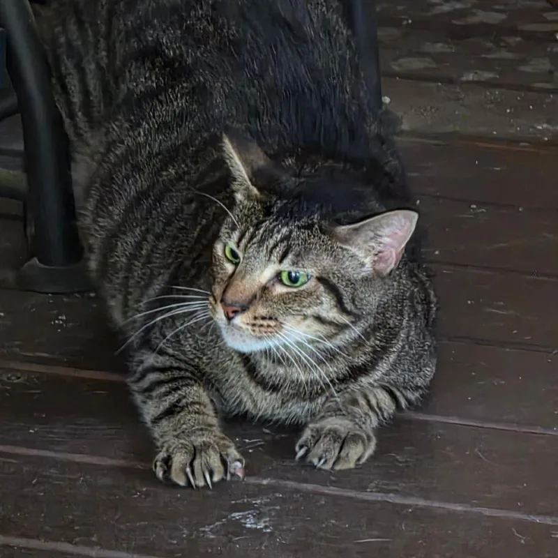An adult extra large-sized male Domestic Short Hair cat named Kiwi for adoption in Bedford, NH