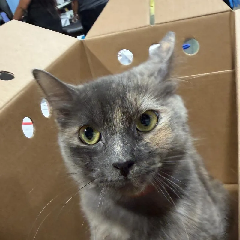 An adult medium-sized female Tortoiseshell Domestic Short Hair cat named Pistol for adoption in Tampa, FL