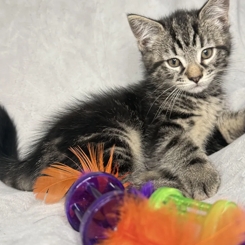 A baby medium-sized male Tabby (Gray / Blue / Silver) Domestic Short Hair cat named The Friends Crew .... for adoption in Hickory, NC