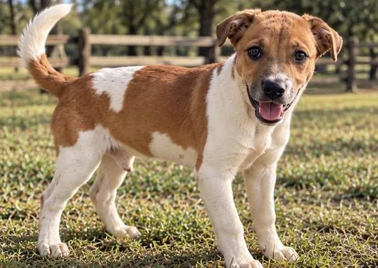 A baby medium-sized male Jack Russell Terrier dog named Jellybean for adoption in Kiln, MS