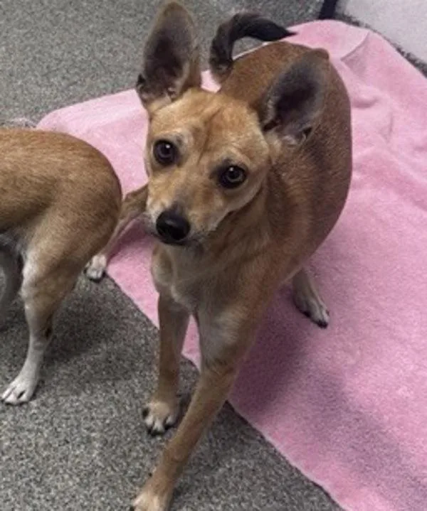 A young small-sized female Chihuahua dog named Coconut Palm for adoption in Escondido, CA